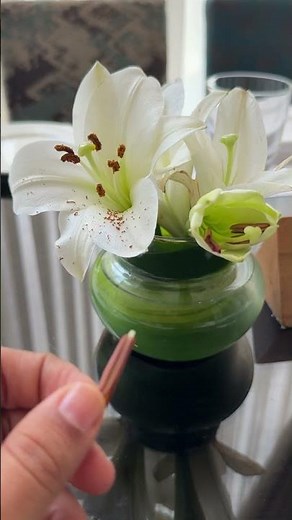 Structure of Anther 🌺 | Pollen Grains | #reproduction #flowers #neet #viralshort #botany