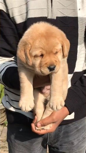 Lebrador dog | lebra dog | Family Dog breed | Top Quality Puppy #lebra #puppy #shorts