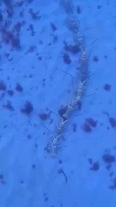 171K views · 4.6K reactions | Come on and ride the train! #ilovetheocean #ocean #oceanlife | I Love The Ocean | Facebook