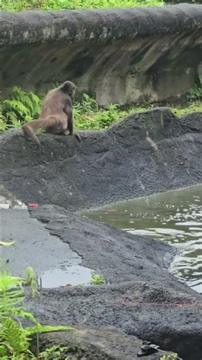 水豚Capybara與棕蜘蛛猴Brown Spider Monkey/Taipei Zoo