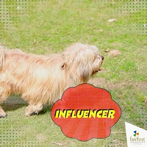 172 reactions | Say hi to Lucy, the terrier of the Police K-9 unit. Let this little diva tell you a bit about a day in her job! We are beaming with pride because we get to be the Official Insurance Partner of the Sri Lanka Police K9 Unit for the second consecutive year. #FairfirstInsurance #OfficialInsurancePartner #SriLankaPolice #K9Unit | Fairfirst Insurance Limited | Facebook