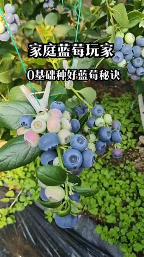 0基础也能种出好蓝莓，家庭玩家必看#蓝莓 #阳台蓝莓 #蓝莓基质 #蓝莓苗 #种植小技巧,#种植蓝莓- 抖音