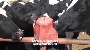 2.9M views · 8.6K reactions | We are manufacturing a wide range of high-quality animal feed supplements and providing animal health care and hygiene solutions. All our products are certified GMP+ and ISO 9001. | Royal Ilac International | Facebook