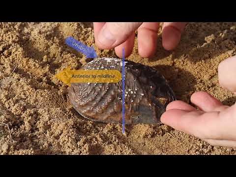 How to Place Freshwater Mussels in the Substrate