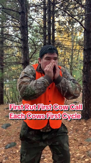 Early Estrus Cow Call - Moose Calling 101 During the months of September to November: (The Start of the Cycle) Exactly how I said it on camera — this is how a cow sounds at the beginning of her estrus. This call usually starts showing up in early September when the first rut begins, but it can happen again later in the season if a cow wasn’t bred. Even in mid-October or November, a cow entering her second or third estrus will make the same moaning call — the timing changes, not the sound. This i