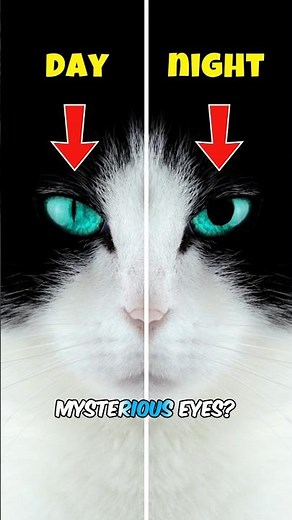 Why Cat Eyes Change Shape! #shorts #facts