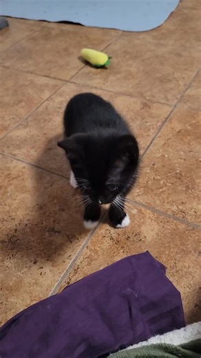 They love the little fluffy balls. | Gloria Warshaw