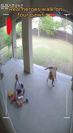 Hero Dogs Protect Children