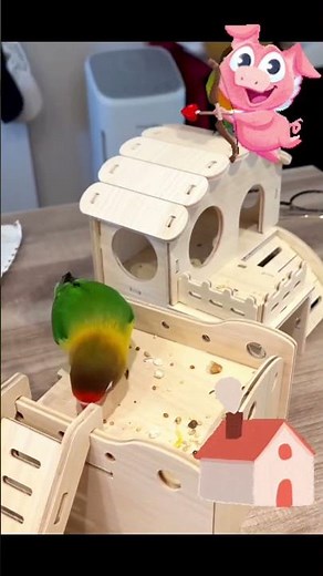 Mango & Pico Playing in Their Cute Little Home! 🏡🦜💚 | Adorable Parrot Playtime#army #trending #memes