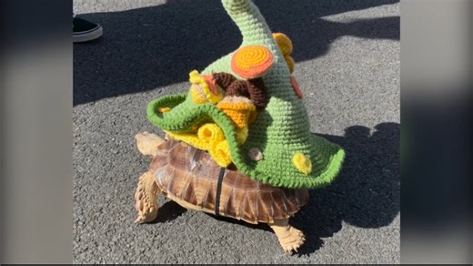 1.9K views · 34 reactions | Who else is ready for all of this year's costumes at PAWsitively for the Animals event on Sunday?!?!? | PA Live | Facebook