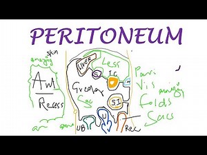 Chp18 | PERITONEUM Basic Concepts | BDC Vol2 | Abdomen Anatomy | Dr Asif Lectures