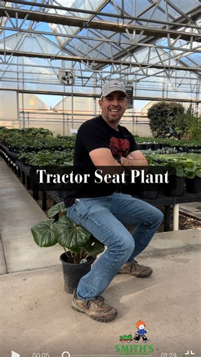 11K views · 234 reactions | Farfugium japonicum 'Giganteum' - the Giant Leopard Plant. With oversized glossy leaves, this shade-loving perennial adds a bold, tropical touch to your garden. Easy to grow and striking, it's a standout choice for any gardener. #smithsgardentown #tractorseatplant #giganteum #leopardplant #gardening #landscaper #landscapedesign #landscapeplant #giantleopardplant | Smith's Gardentown | Facebook