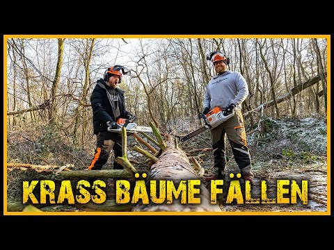 Baum fällen - Ob das gut geht? - Naturensöhne Bushcraft Outdoor