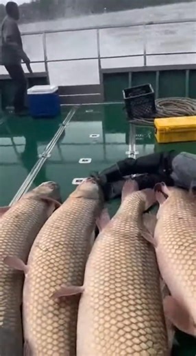 THE ANCIENT DRAGON: Encountering a 100-Foot Giant Dragon Fish!