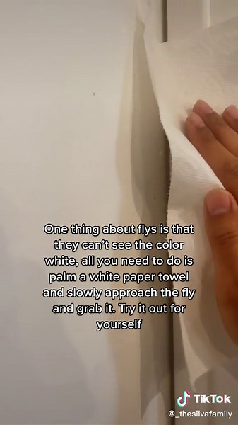 Invisible Flies: Exploring How Flies See the World