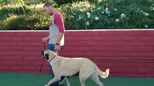 25K views · 1.1K reactions | SNEAK PEEK: Before Atticus can start his service dog training, he'll need a lesson in the 7 Common Commands! #LuckyDog | Lucky Dog | Facebook
