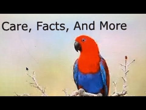 Eclectus Parrots 🦜: Care,Facts, and More!