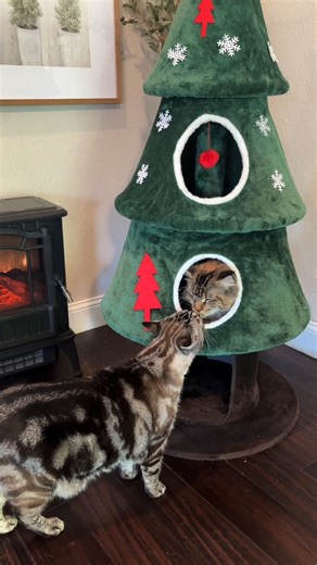 Santa got these kitties the perfect gift! 🎄😻🎅🏻 #Christmas #Cats #CatTree | The Pet Collective