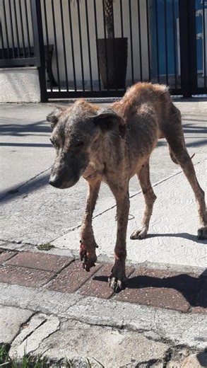 ONG INDEFESOS | RJ on Instagram: "Cão morrendo em pé no bairro de Cascadura! 😢 Magérrimo, pele e osso, com a patinha pendurada… Como não resgatar? Como não chorar? Como fingir que não estamos vendo? Eu só peço a Deus ajuda financeira, por favor! 🙏 Não temos como salvar, infelizmente, sem ajuda. Esse cão provavelmente vai precisar ficar internado por muito tempo. 💔 Banco Itaú Indefesos – Associação de Proteção Animal Agência: 8476 Conta: 15086-0 CNPJ / Pix: 29.517.811/0001-46"