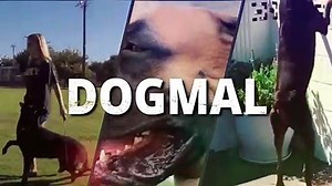 Tibetan Mastiff For 1st Time Owner!  is it safe_  Dogmal