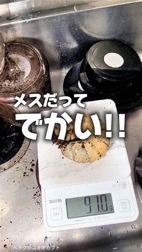 ヘラクレスオオカブトはメスもでかい！