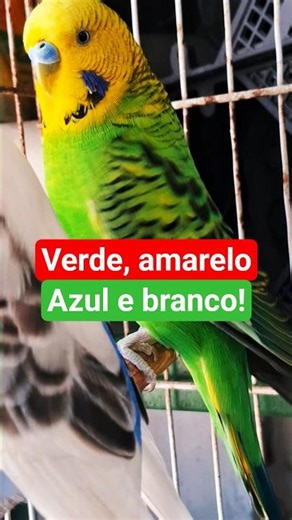 Green parakeet, yellow one, and also another one with blue and white! Beautiful, right? #budgies ...