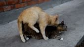 Accouplement les chats domestiques