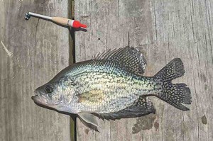 Bobber Basics: Pick the Right Float to Draw More Bites - Game & Fish