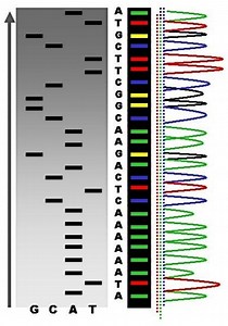 Apa perbedaan antara dna profiling dan dna sequencing - Berita 2025