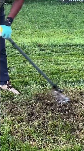 Growing Grass From Seed | What is the Seeding Process