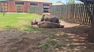 💥 🦏 Let's have a mud bath 🛀 Jonathan, Benjamin and Joan are having a mud bath together. It's a very important part of a rhinos development. Not only is it a fun bath where they bond with each other, mud is their sunscreen and it also help to get rid of parasites, like ticks. A good scrub is done afterwards. It's so instinctive for them to do it. Go to www.babyrhinorescue.org and follow our projects. | Baby Rhino Rescue