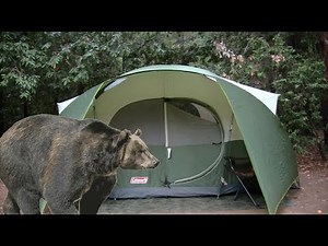Black Bear Right Outside My Tent Camping