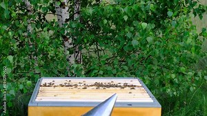 A beekeeper, a woman in a protective suit against bee stings, cigarette lighter fumigates a bee nest with smoke to calm them down. Beekeeping, care of the hive Stock Video