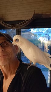 Screams and screams until she gets her dance party | Iago the Swinging Cockatoo