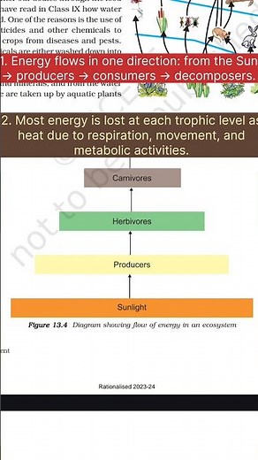 our environment class 10 one shot, #Class10Science #NCERT #Environment #Ecosystem #TrophicLevels