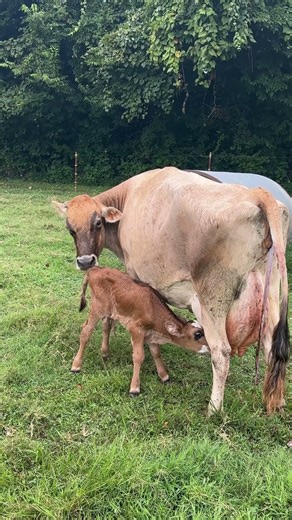 Our Last Calf of the Year Is Here! 🐄
