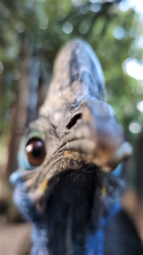 Is it a dinosaur? No, it is Jeffrey the Cassowary! ✨ Did you know that the Cassowary has only three toes on each foot and the 'horn-like' part of their head is called a casque. 🤯 Thanks to Keeper Amelia for this great video. 📷 | Adelaide Zoo