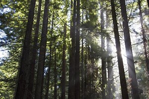 Join Santa Cruz Redwoods National Monument Campaign!