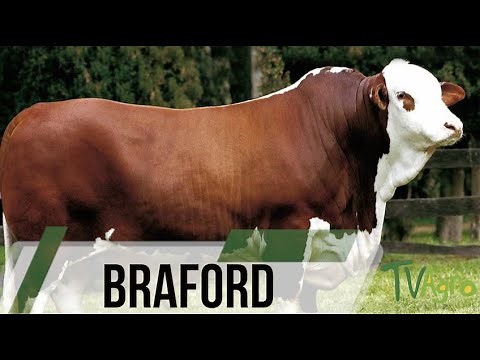 Braford cattle alternative for meat production - TvAgro by Juan Gonzalo Angel