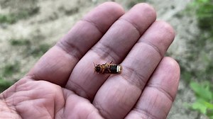 Gros plan sur un insecte de : vidéo de stock (100 % libre de droit) 3515686211 | Shutterstock