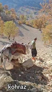 🌾Nmadikilf Spreading animal manure in the Zagros plains of Iran | Hassan and Zahra's daily li #wilde