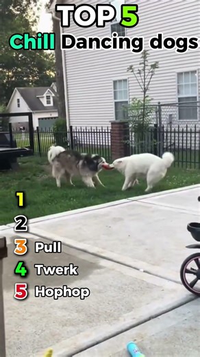 Top 5 Dancing Dogs That Have Better Moves Than You 🕺🐶 #dancingdogs #dogtok #viraldogs #funnypets