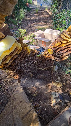 It's official. THIS is THE tastiest honey we've had this season! And whodathunk, it came from a spicy hive under some stairs! Want to win a jar of this DELICIOUS honey?! Watch this entire rescue on our newest episode: https://snapchat.com/t/Wrc6ZF0r screenshot the end, and DM it to us! We rarely collect honey from our rescues, but this was so tasty we couldn't not share it with y'all 🍯 For bonus entries: Like, Tag your friends, Save and Share! Winner will be announced 7/20 #savethebees #bee #re