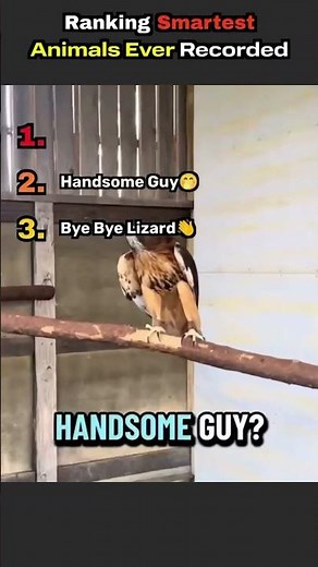 Top 3 Smartest Animals Ever Recorded 🧠🐾#SmartestAnimals #AnimalFacts #Wildlife #Animals #Top3