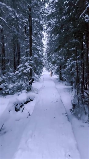 When did cold become a teacher, not a nuisance, as winter colonizes Romania with its austere grammar? In the Carpathian Mountains, snow arrives like a censor, blacking out excess, footnotes, excuses. This is not postcard winter. It is monastic and disciplinary, a long held breath. Roofs sag under the weight of silence, forests creak like old ships in dry dock, and the country pares itself down to sinew and nerve. Here, winter behaves like an archivist. In Transylvania, lanes vanish overnight, re