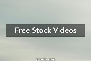 Brown Cows Videos, Download The BEST Free 4k Stock Video Footage & Brown Cows HD Video Clips