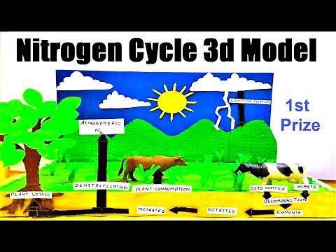 nitrogen cycle 3d model making | science project | diy | howtofunda | still model