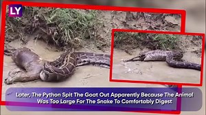 20-Foot Python Spits Goat Out After Swallowing It In UP Village, Shocking Video Goes Viral
