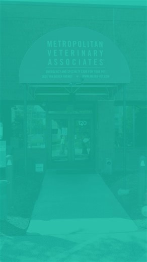 1.3K views · 51 reactions | Our doctors have spoken: our vet techs are the heart and soul of our hospital.  Thank you to our amazing team for everything you do for pets, clients, and staff every single day. Help us celebrate #VetTechWeek by sharing your thanks in the comments! #VetTechWeek #VetTechsRock #VeterinaryTechnician #VetTechLife #TeamworkInAction #HealthcareHeroes | Metropolitan Veterinary Associates | Facebook