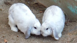 Why Do Rabbits Fall Over After Mating? With Videos